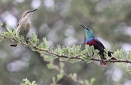 256px-Cinnyris_shelleyi_shelleyi,_Caprivi,_Birding_Weto_Tours,_a_(cropped)