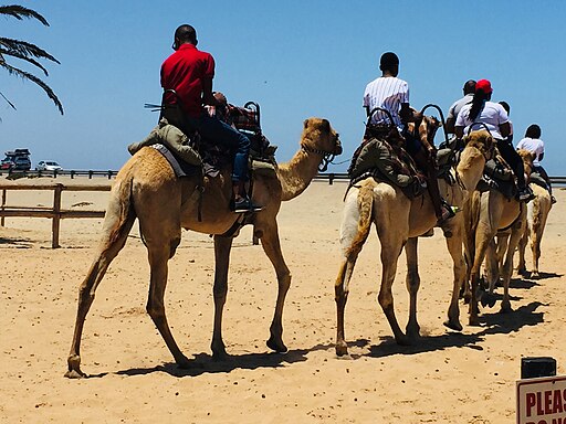 512px-Camel_Ride_Swakopmund_Namibia